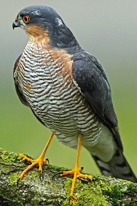 Sperber  - Lars Eickmeyer