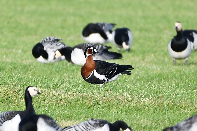 Rothalsgans  - Bernhard Deykowski