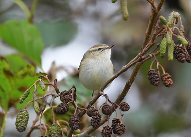 Tienschan-Laubsänger  - Bernhard Deykowski
