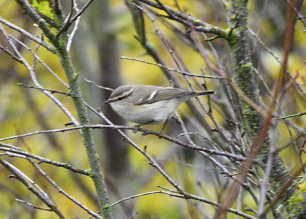 Tienschan-Laubsänger  - Bernhard Deykowski