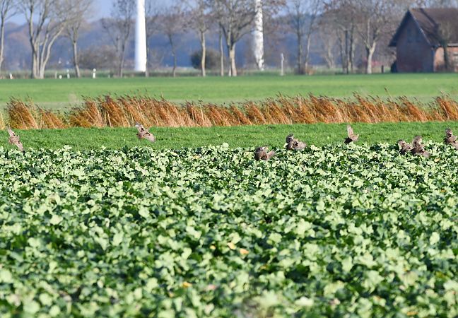 Rebhuhn  - Bernhard Deykowski