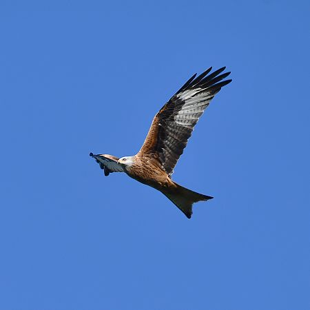 Rotmilan  - Bernhard Deykowski