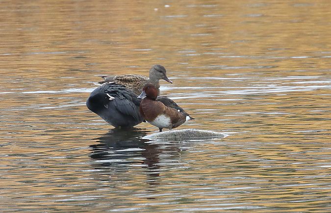 Moorente  - Frank Weihe