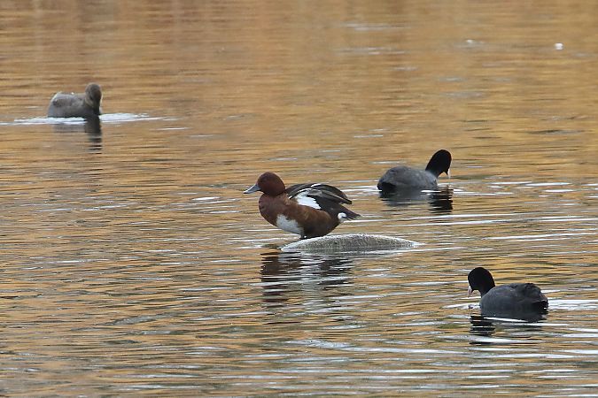 Moorente  - Frank Weihe