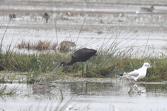 Sichler  - Malte Seehausen