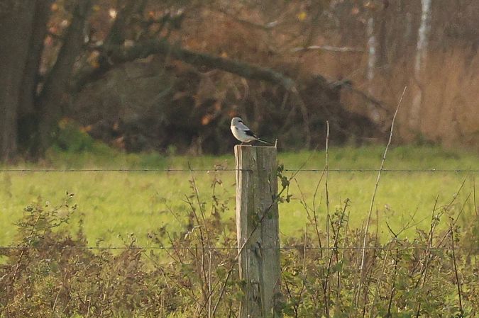 Raubwürger  - Thomas Schultewolter