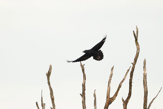 Kolkrabe  - Thomas Schultewolter