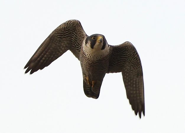 Wanderfalke  - Thomas Schultewolter