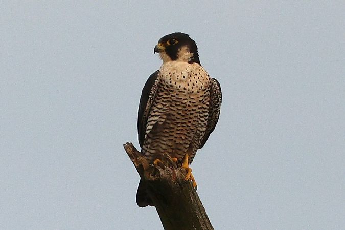 Wanderfalke  - Thomas Schultewolter