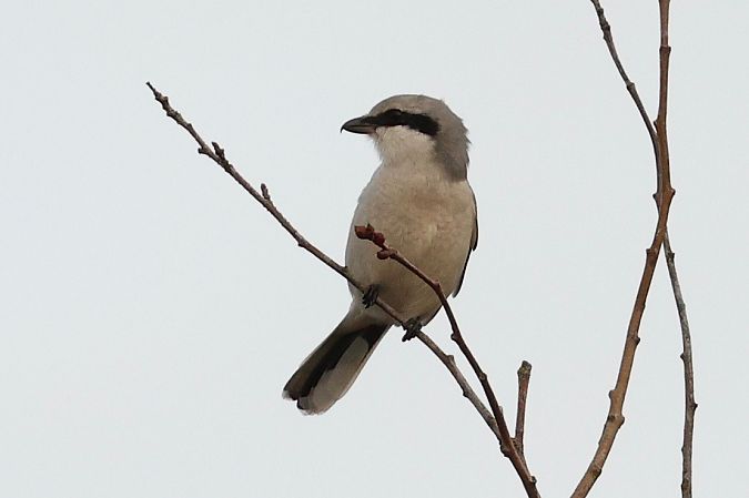 Raubwürger  - Thomas Schultewolter