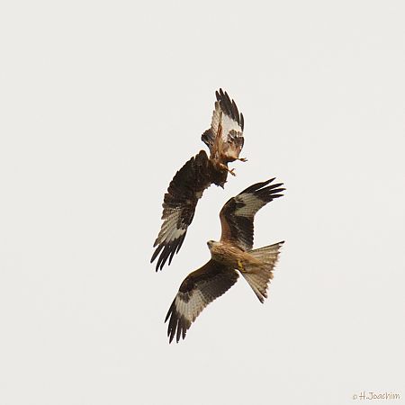 Rotmilan  - Helmut Joachim