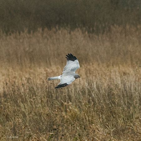 Kornweihe  - Helmut Joachim