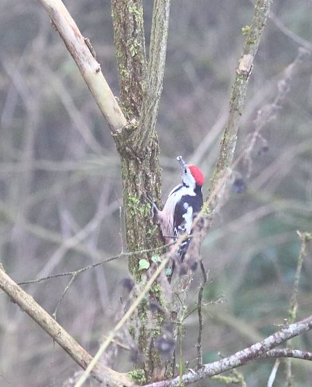 Mittelspecht  - Gert Verheyen