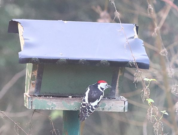 Mittelspecht  - Gert Verheyen