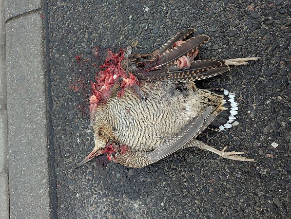 Waldschnepfe  - Benjamin Weigelt