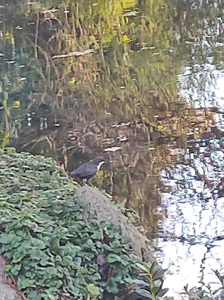 Wasseramsel (ssp. cinclus)  - Anonymus