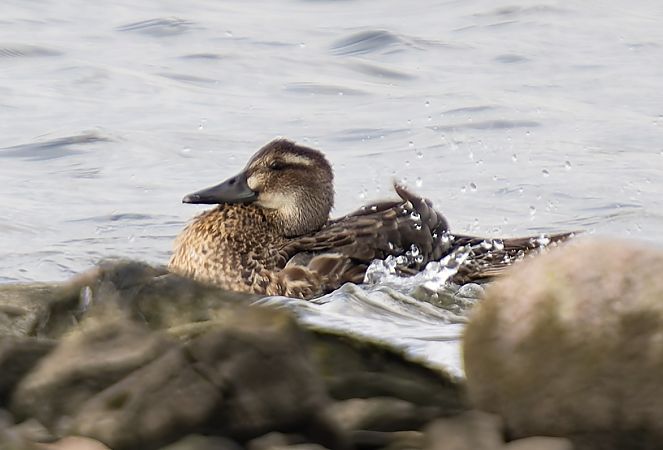 Knäkente  - Claudia Von Valtier