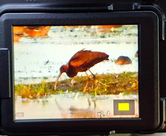 Sichler  - René Schaack