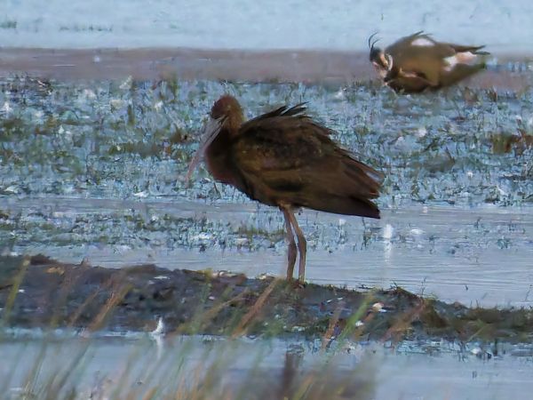 Sichler  - René Schaack