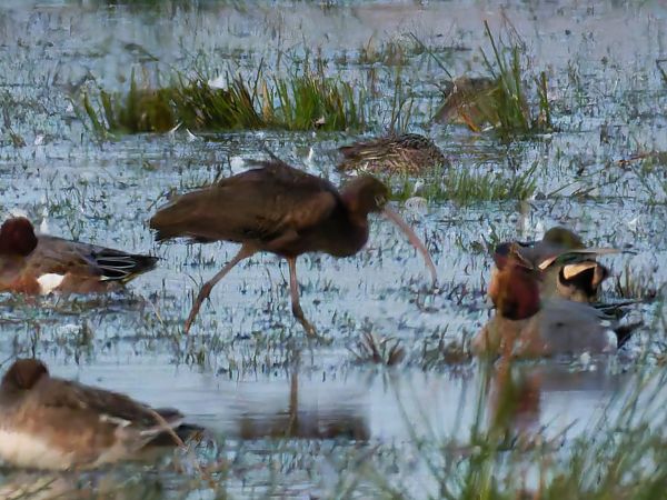 Sichler  - René Schaack