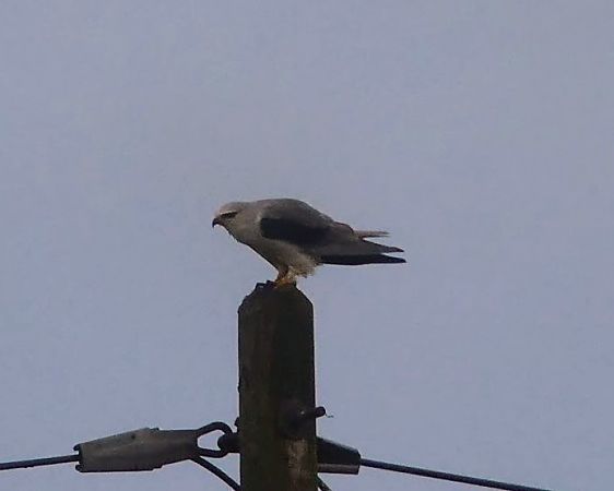 Gleitaar  - Jörn Wildberger