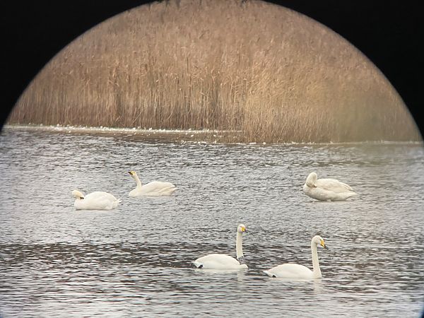 Singschwan  - Iris Barckhausen