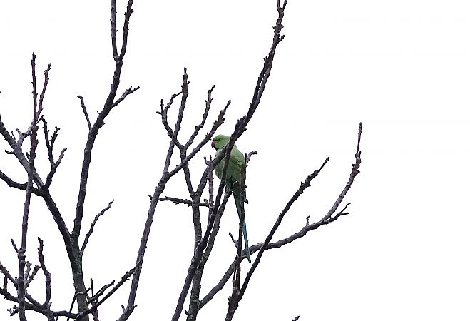 Halsbandsittich  - Carmen Fuertes