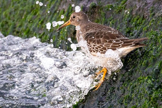 Meerstrandläufer  - Sven Johnsen