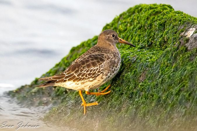 Meerstrandläufer  - Sven Johnsen