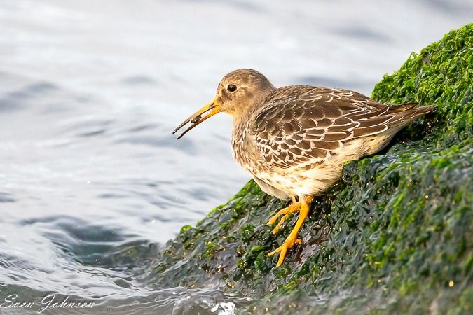 Meerstrandläufer  - Sven Johnsen