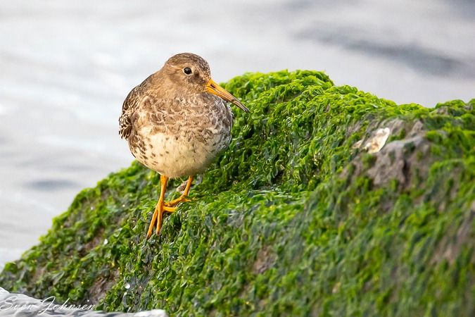 Meerstrandläufer  - Sven Johnsen