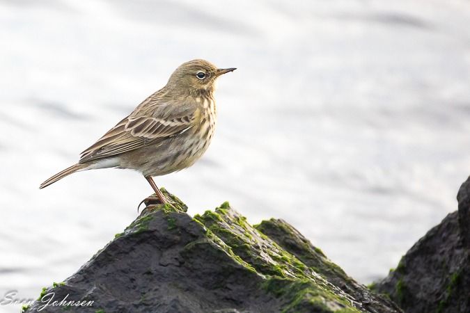 Strandpieper  - Sven Johnsen