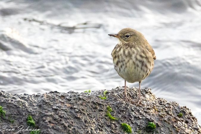 Strandpieper  - Sven Johnsen