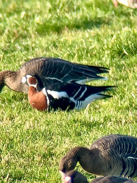 Rothalsgans  - Wolfram Eberstein
