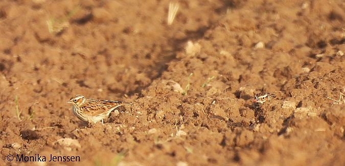 Heidelerche  - Monika Jenssen