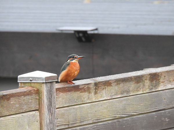 Eisvogel  - Franck Hollander