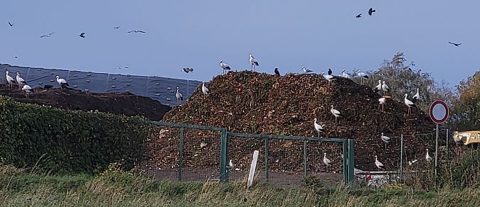 Weißstorch  - Gerhard Braemer
