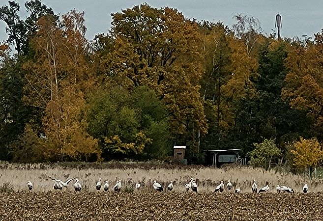 Weißstorch  - Gerhard Braemer
