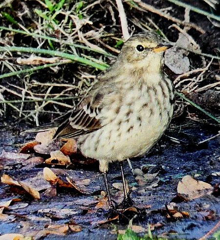 Bergpieper  - Gerhard Braemer