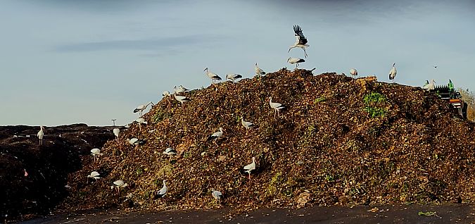 Weißstorch  - Gerhard Braemer