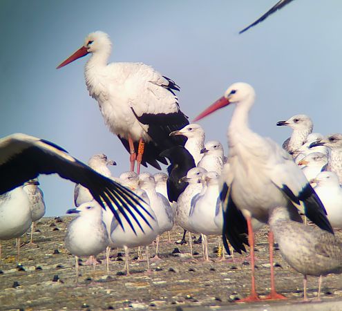 Weißstorch  - Gerhard Braemer