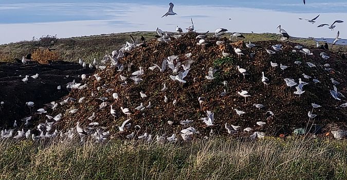 Silber-_oder_Mittelmeer-_oder_Steppenmöwe  - Gerhard Braemer