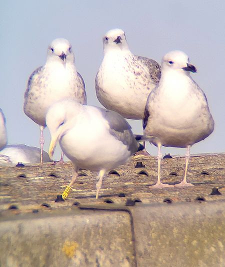 Steppenmöwe  - Gerhard Braemer
