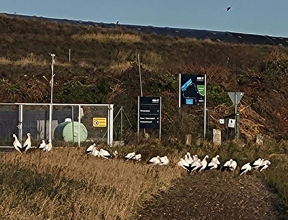 Weißstorch  - Gerhard Braemer