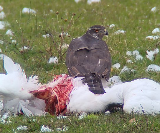 Habicht  - Gerhard Braemer