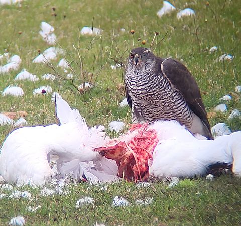 Habicht  - Gerhard Braemer