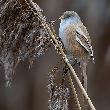 Bartmeise  - Gerhard Braemer