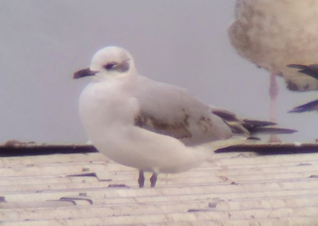 Zwergmöwe  - Gerhard Braemer
