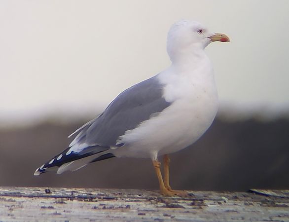 Mittelmeermöwe  - Gerhard Braemer