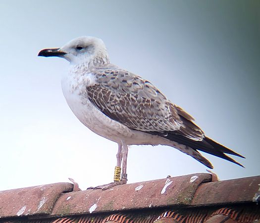 Steppenmöwe  - Gerhard Braemer